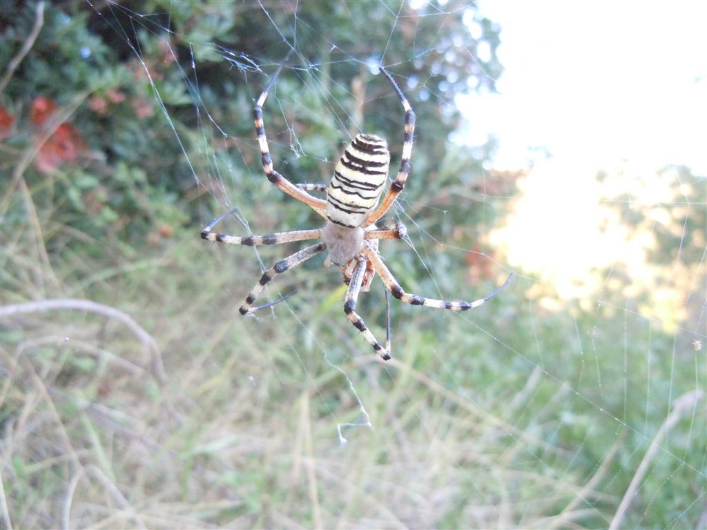 Argiope bruennichi + Argyrodes + dittero scroccone